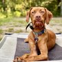 Photo of Monumental Dog Training
