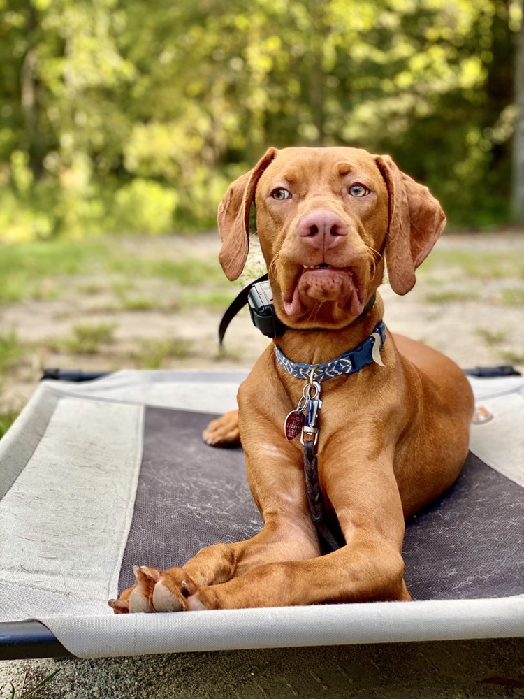 Monumental Dog Training - pet boarding facility in Colorado Springs, CO