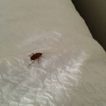 Hampton Inn & Suites Myrtle Beach/Oceanfront - What is this? Visit was lovely, good breakfast, and then this critter was crawling on my bed. Informed The management: I will not return. - Hotels Near Me - Myrtle Beach, South Carolina Hampton Inn & Suites Myrtle Beach/Oceanfront - What is this? Visit was lovely, good breakfast, and then this critter was crawling on my bed. Informed The management: I will not return. - Hotels Near Me - Myrtle Beach, South Carolina