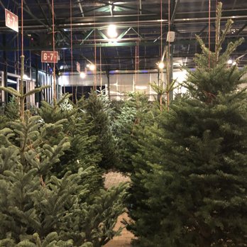 Swansons Nursery - Lovely selection of trees. - Nurseries & Gardening Near Me - Seattle, Washington Swansons Nursery - Lovely selection of trees. - Nurseries & Gardening Near Me - Seattle, Washington