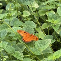 Billie's Butterfly Garden