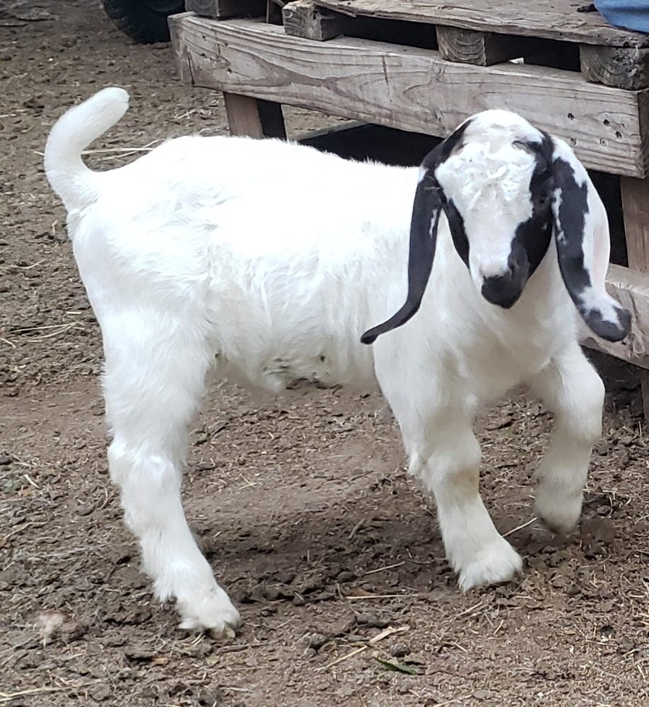 Owens Boer Goat Ranch Logo