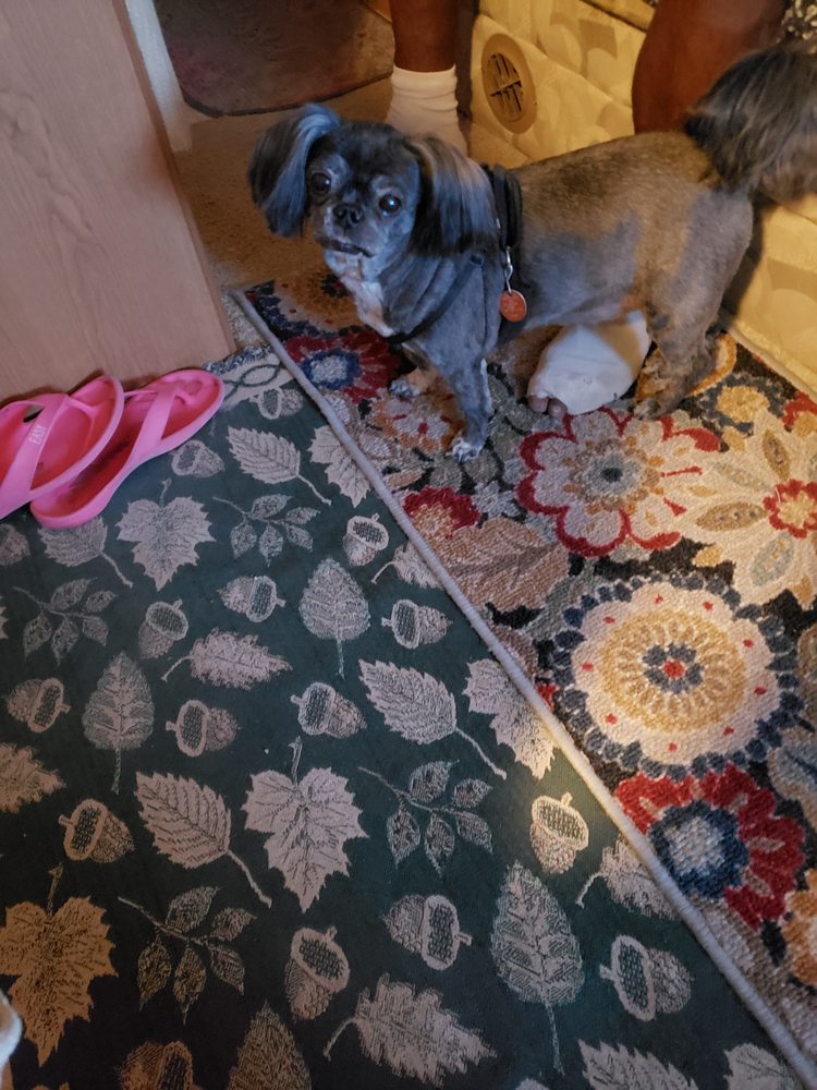 CINDY’S SMALL DOG GROOMING Updated September 2024 765 N Lollypop Ln