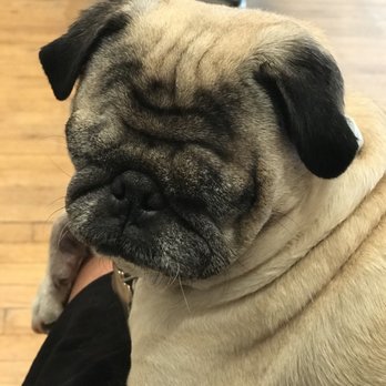 VCA Eye Clinic for Animals - Veterinarians Near Me - San Diego, California VCA Eye Clinic for Animals - Veterinarians Near Me - San Diego, California