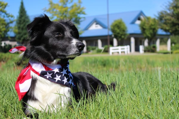 Deer Park Animal Medical Center