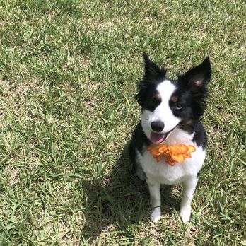 Runway Pet Grooming - Pet Groomers Near Me - Orlando, Florida