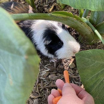 Leilani Farm Sanctuary - Feeding guinea pigs - Animal Shelters Near Me - Haiku, Hawaii Leilani Farm Sanctuary - Feeding guinea pigs - Animal Shelters Near Me - Haiku, Hawaii