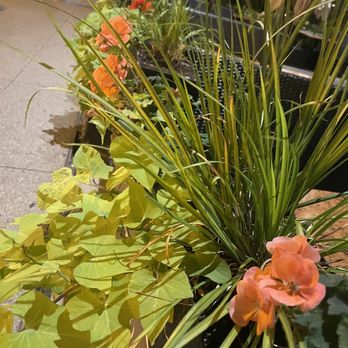 Sweetwater Tavern And Grille - Another pretty flower box - American Near Me - Chicago, Illinois Sweetwater Tavern And Grille - Another pretty flower box - American Near Me - Chicago, Illinois