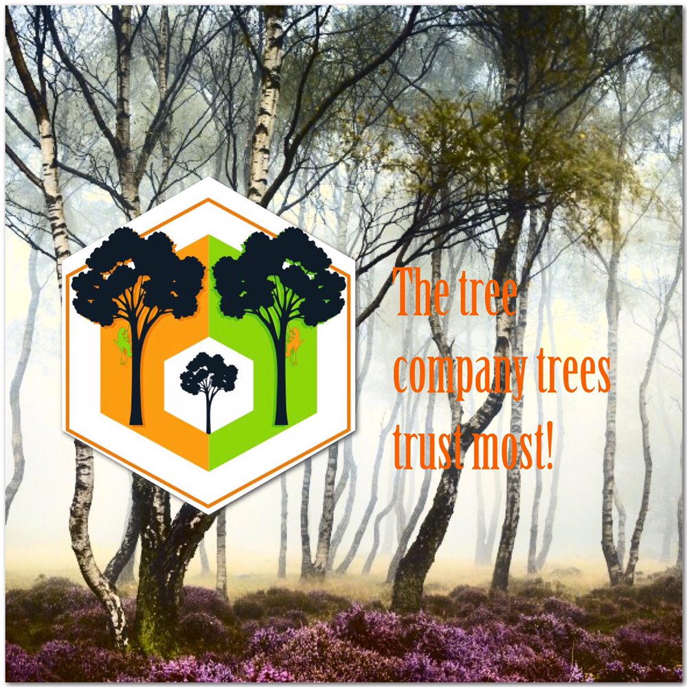 Ascending Arborists - tree service in Reno, NV