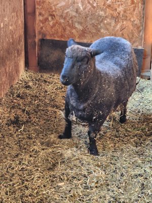 Blossom Peak Ranch by null