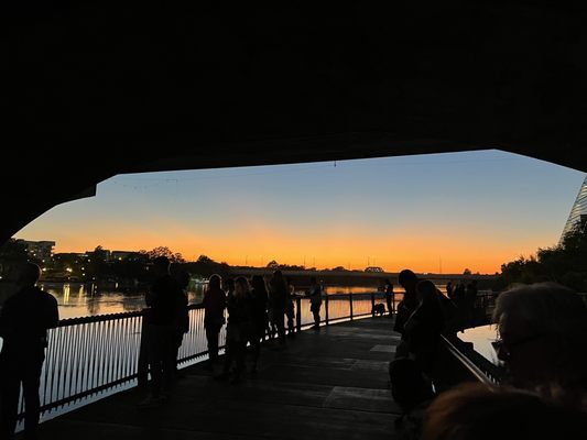 Congress Avenue Bridge by null