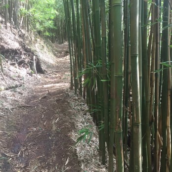 Makiki-Manoa Cliffs Hike - Beautiful bamboo forest - Hiking Near Me - Honolulu, Hawaii Makiki-Manoa Cliffs Hike - Beautiful bamboo forest - Hiking Near Me - Honolulu, Hawaii