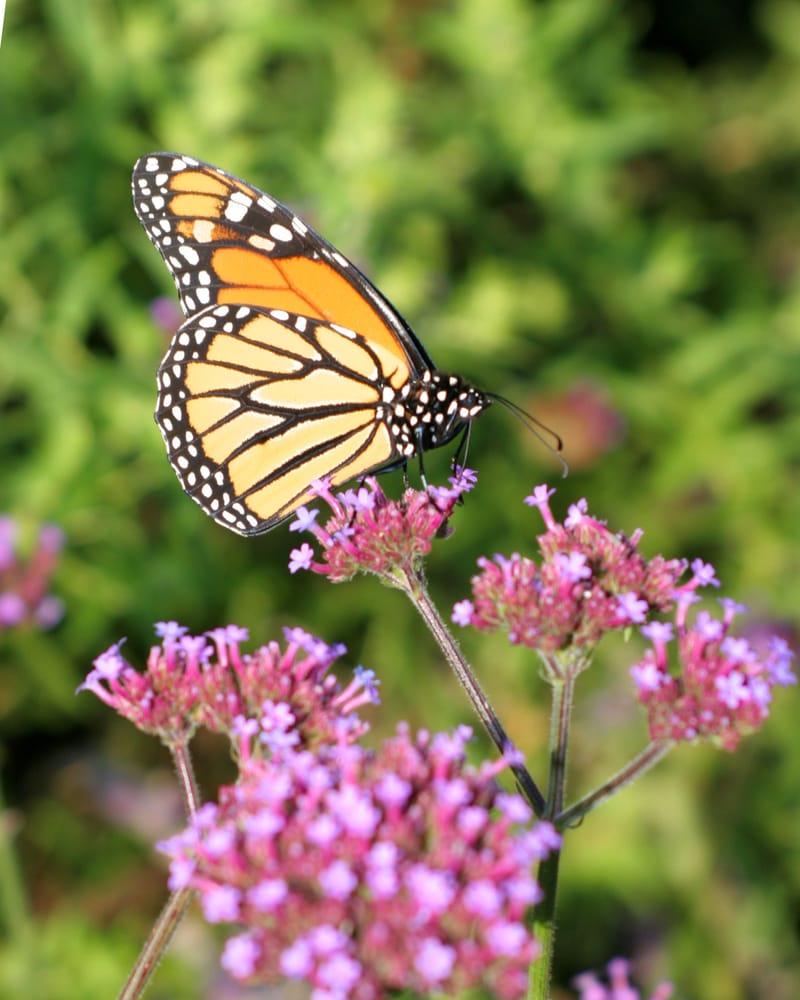 PLEASANT VIEW GARDENS INC Updated June 2024 12 Photos 5835 Drake