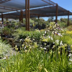 Sloat Garden Center