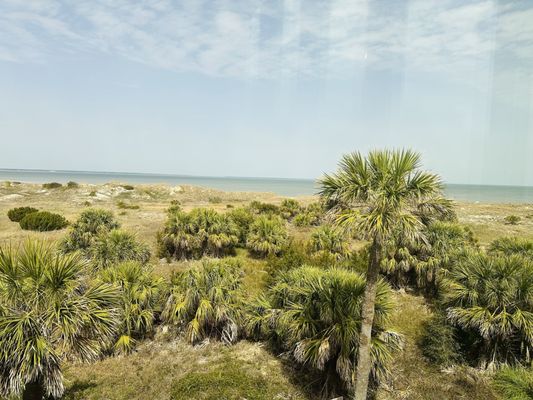 Tybee Island Marine Science Center by null