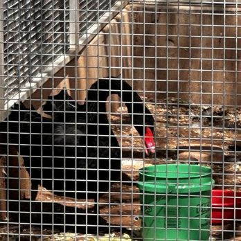 Hillcrest Zoo - Zoos Near Me - Clovis, New Mexico
