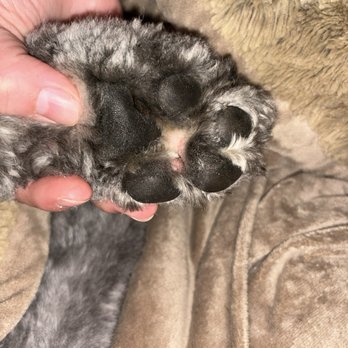 Well Groomed Pets - Raleigh - Bloody bump - Pet Groomers Near Me - Raleigh, North Carolina Well Groomed Pets - Raleigh - Bloody bump - Pet Groomers Near Me - Raleigh, North Carolina
