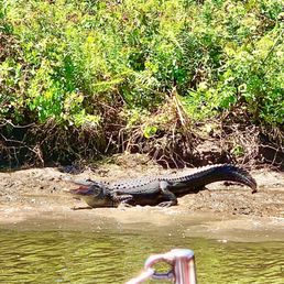 The first alligator of the day! The first alligator of the day!