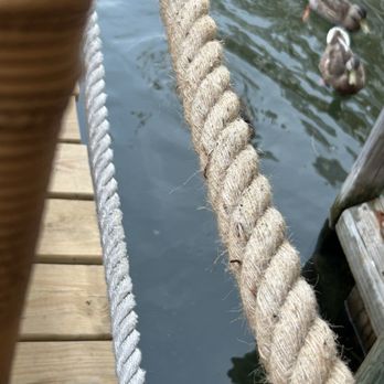 Shuckers  - Ducks swimming between the barge patio and the dining room - Seafood Near Me - Woods Hole, Massachusetts