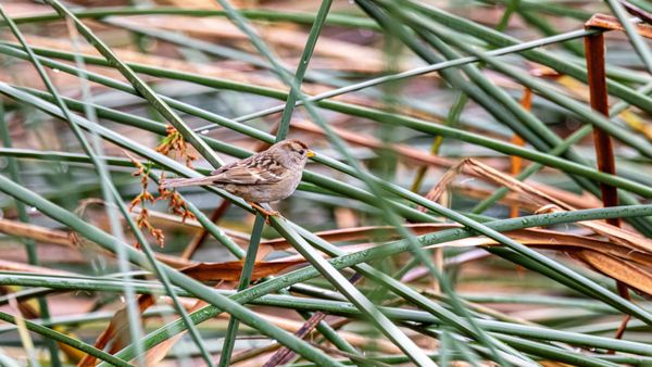 Monarch Butterfly Grove by null