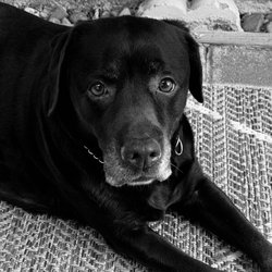 Animal Medical Center - Bella