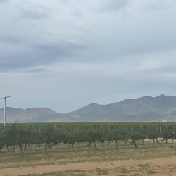 Carlson Creek Winery - Vineyard view