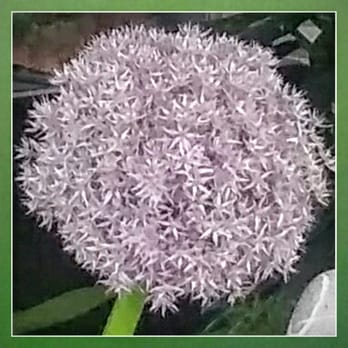 Stil' leben Blumen - Florists Near Me - Berlin, BE