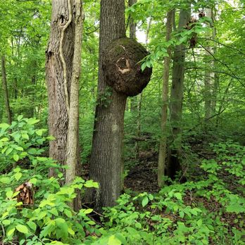 Morgan-Monroe State Forest - large burl nearly 3 feet long! - Hiking Near Me - Martinsville, Indiana