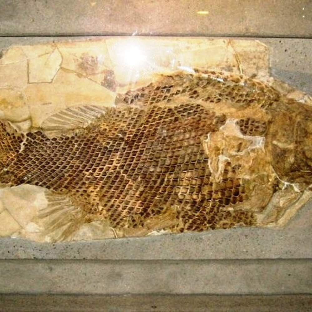 Senckenberg-Museum - Scary fossil fish - Museums Near Me - Frankfurt, HE