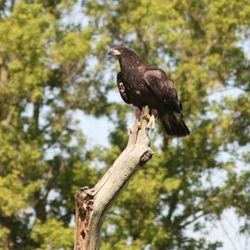 Blue Star Memorial Woods - Eagle how cool is this