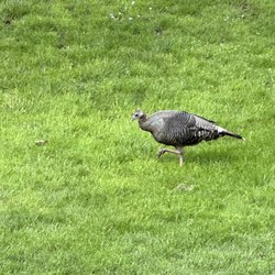 Oakway Golf Course - Oregon Turkey