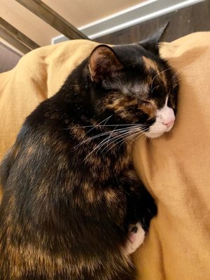 Jia Apartments by null