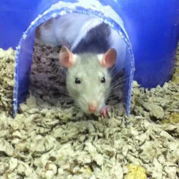 PetSmart - 'Sup? - Pet Training Near Me - Harvey, Louisiana PetSmart - 'Sup? - Pet Training Near Me - Harvey, Louisiana