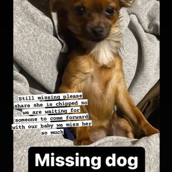 Fix Long Beach Pets - Missing Dog , vet at this facility scanned her microchip but gave het back to the people who took her from my home BEWARE !!! - Veterinarians Near Me - Long Beach, California Fix Long Beach Pets - Missing Dog , vet at this facility scanned her microchip but gave het back to the people who took her from my home BEWARE !!! - Veterinarians Near Me - Long Beach, California