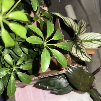 Plant Slut - Home Decor Near Me - San Jose, California