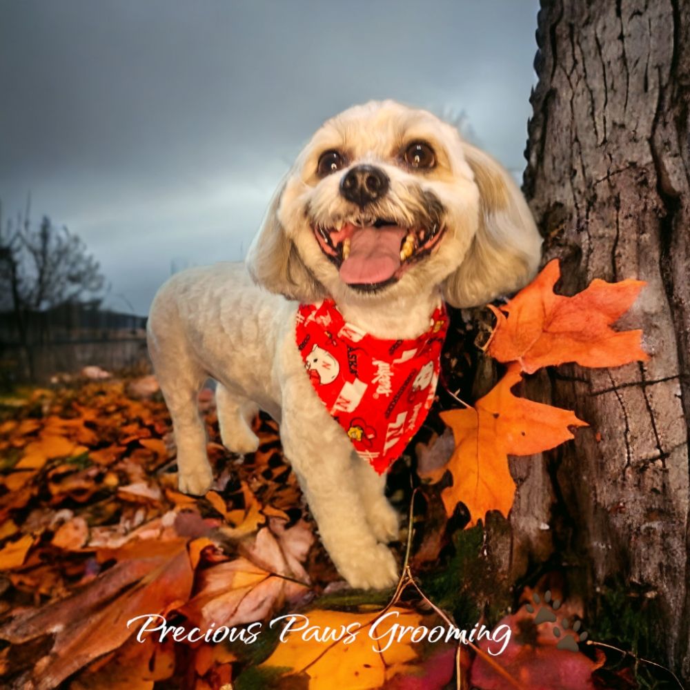 PRECIOUS PAWS GROOMING Updated October 2024 16 Photos 518 S