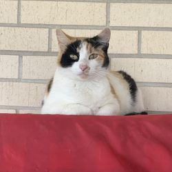 Calcasieu Parish Animal Services & Adoption Center - Calico cat female, 8lbs. Neutered , up to dates on shots microchipped, litter box and pet carrier trained. Loves other cats and to be brush.