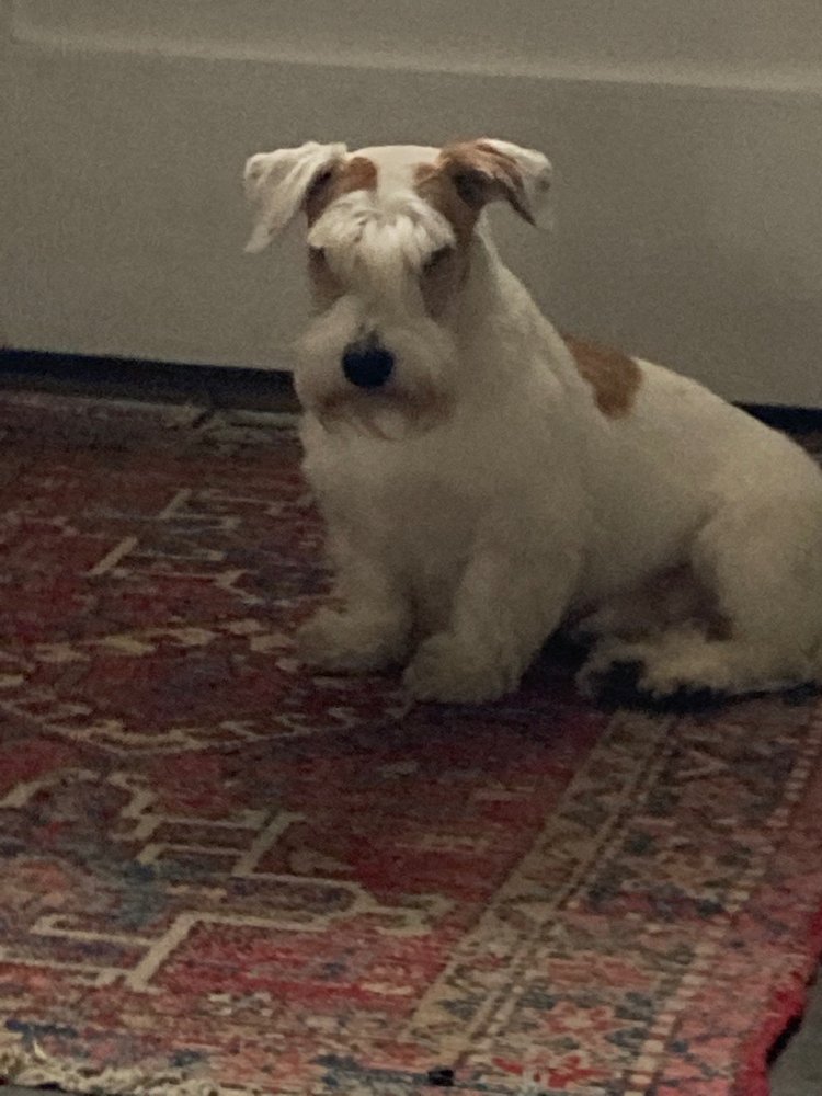 PORT GROOMING & PET CARE CENTER Updated September 2024 14 Reviews