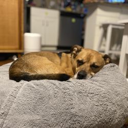 Sit. Stay. Stella. - DotCom resting peacefully with Bridget