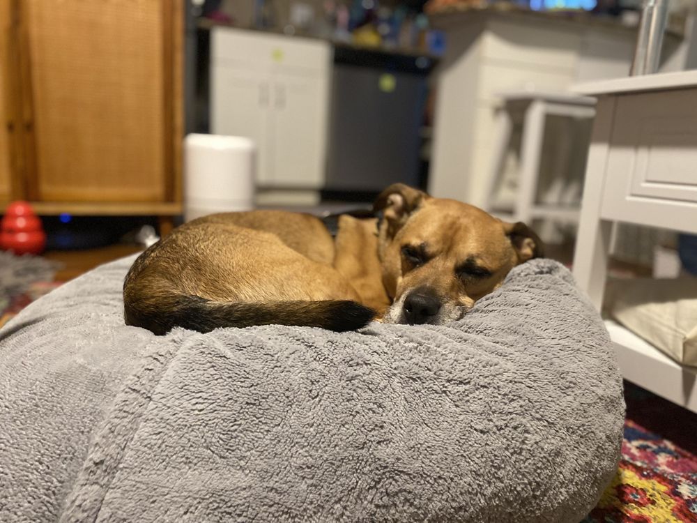 Sit. Stay. Stella. - pet boarding facility in New York, NY