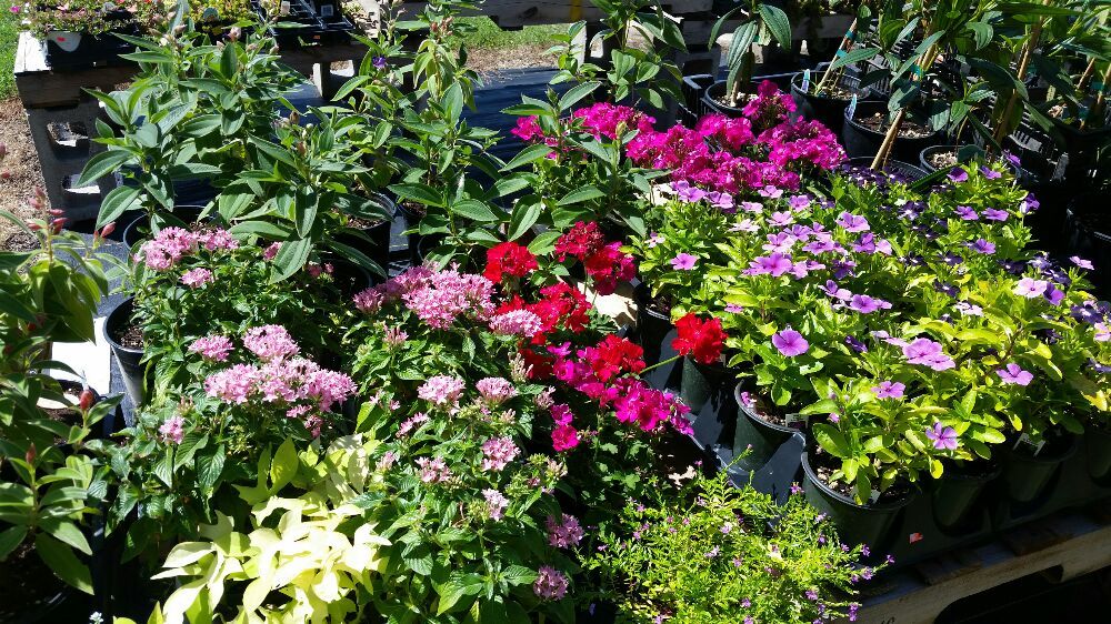 GARDEN CENTER OF PAWHUSKA Updated September 2024 120 E Main St