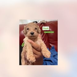 Lyon and Luna Goldendoodles - Goldendoodle puppies Born July 3,2023