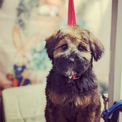 J & K Pet Services - Sawyer getting a puppy groom