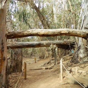 Coronado Butterfly Preserve - Easy hiking path. - Parks Near Me - Goleta, California Coronado Butterfly Preserve - Easy hiking path. - Parks Near Me - Goleta, California