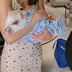 Miami Exotic Animals - Flower the piggy