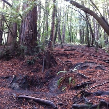 Indian Tree Preserve - Hiking Near Me - Novato, California