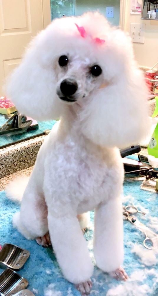 Pet Wellness and Beauty Image