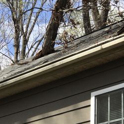 Mark Tuttle Tree Service