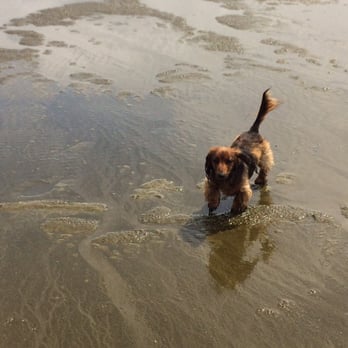 Ocean Shores - My puppy loves the beach - Vacation Rentals Near Me