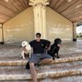 Photo of Alpha K9 Training
